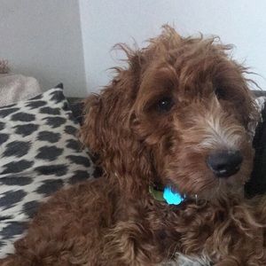 Meet your Posher, Tara